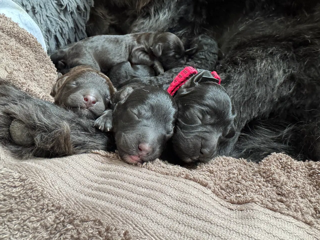 Billede 3 - Skønne labradoodle-hvalpe sælges
