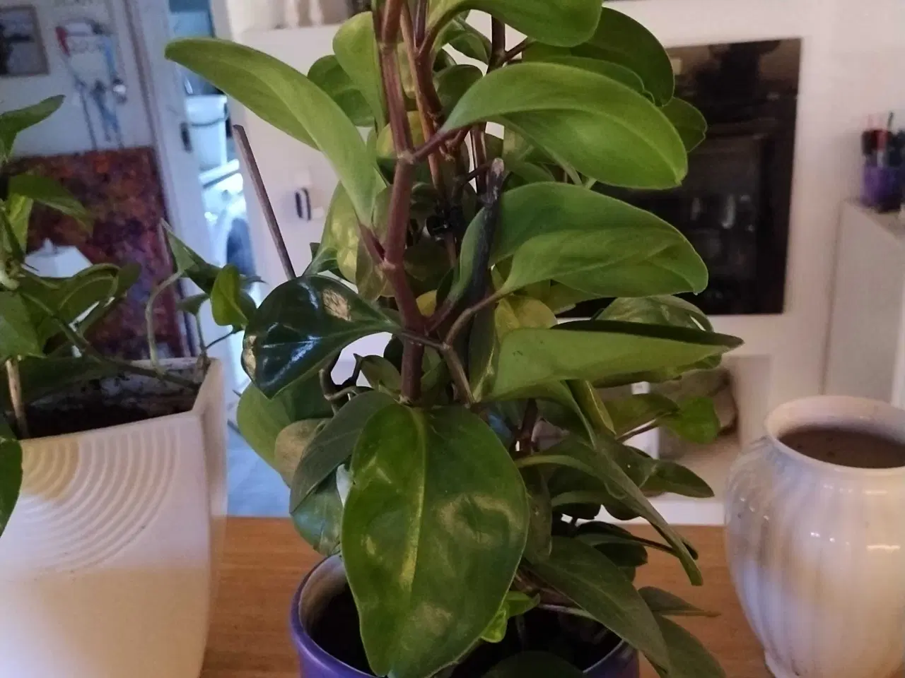 Billede 5 - Stor Peperomia 