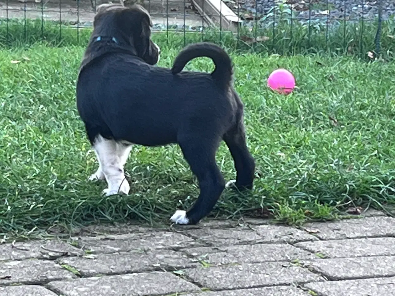 Billede 4 - Islandske fårehund med Australien shephard og DSG