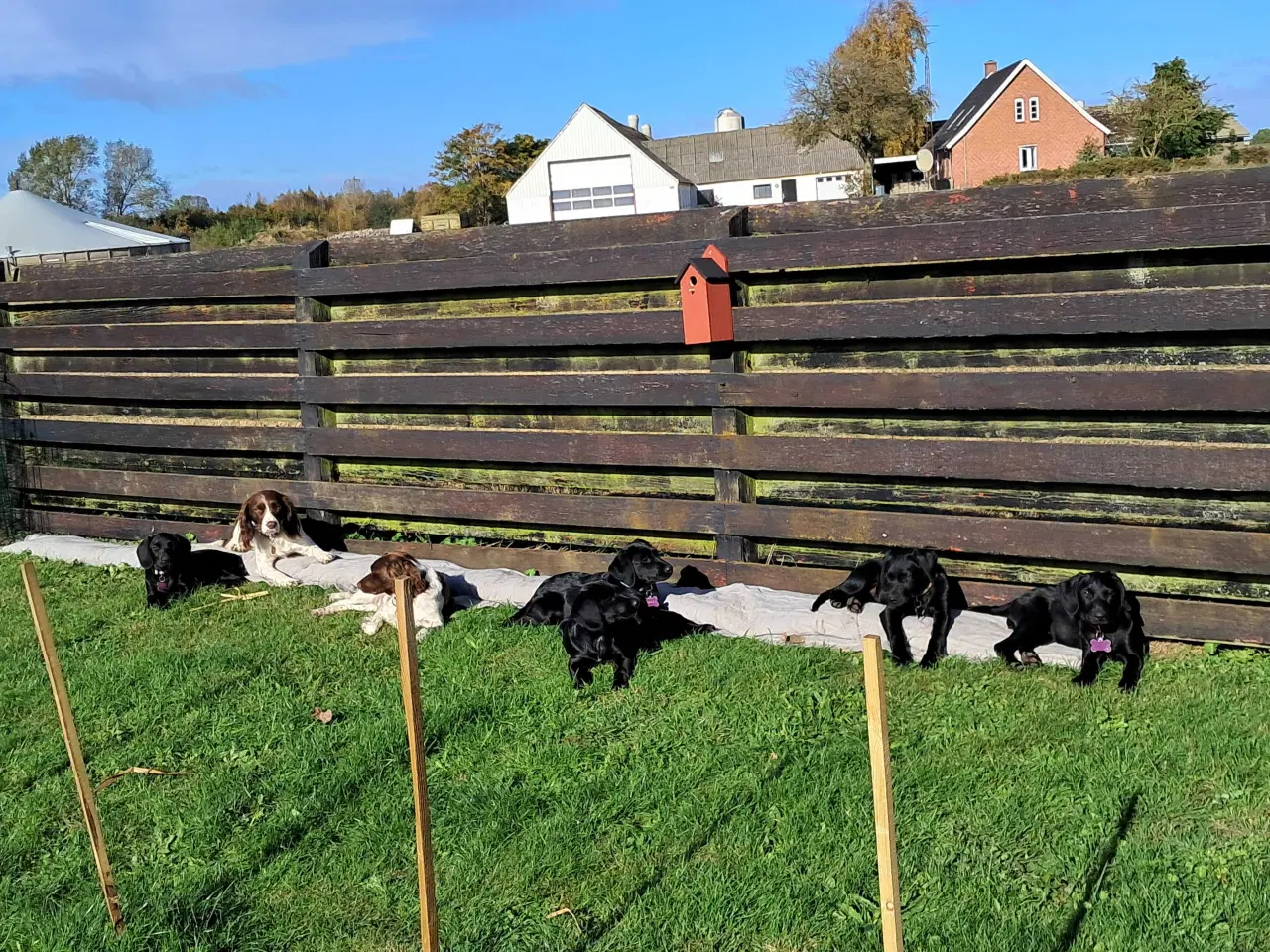 Billede 8 - Springador hvalpe