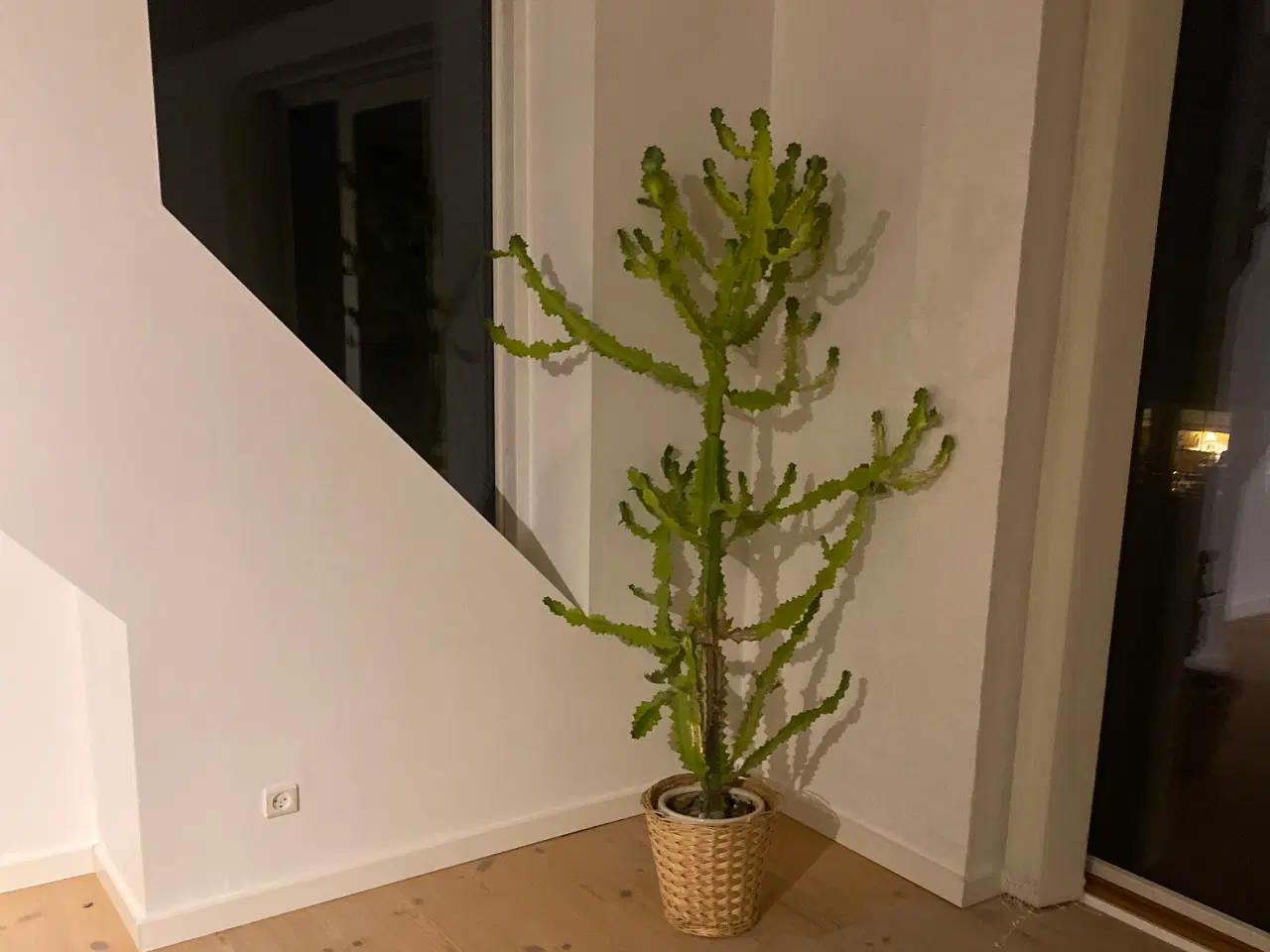 Billede 2 - Kaktus cowboy