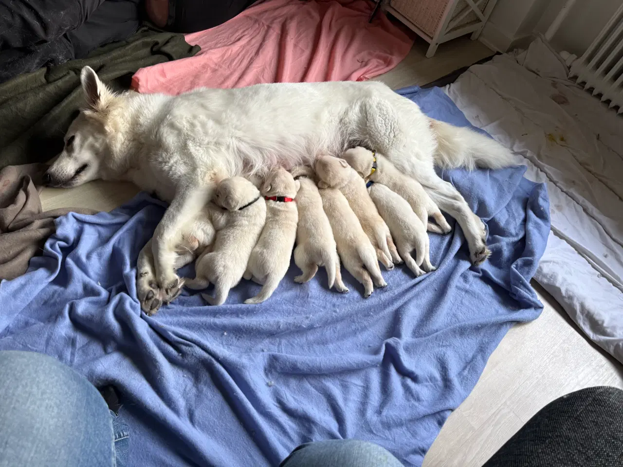 Billede 2 - Mangler du en julegave til familien 