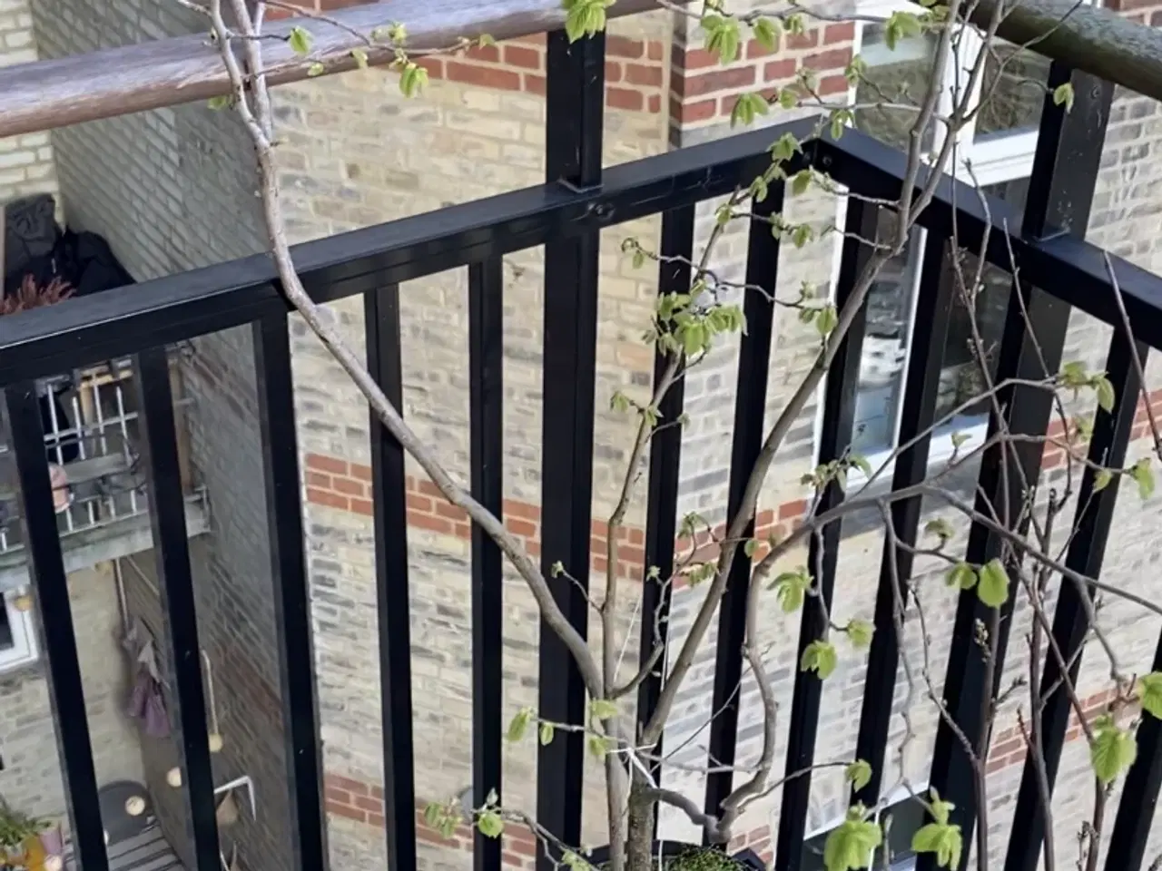 Billede 4 - Hasselnød, træ/busk i krukke 