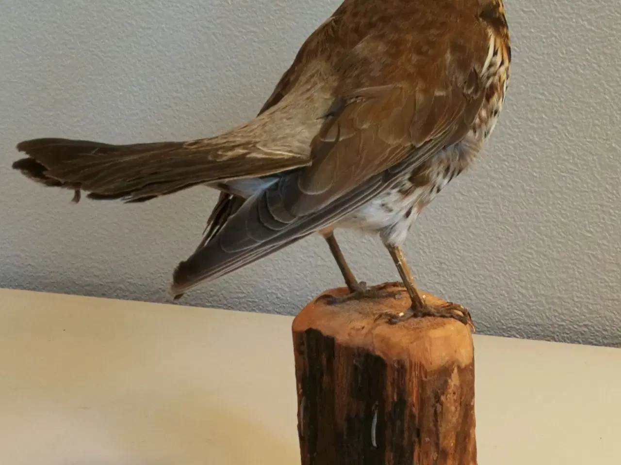 Billede 4 - Flot udstoppet sjagger