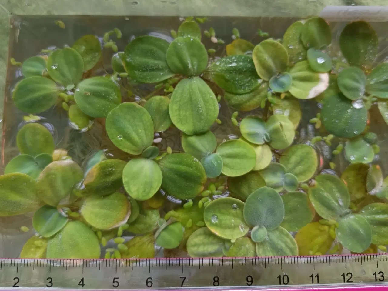 Billede 2 - Vandplanter "andemad" til akvarie