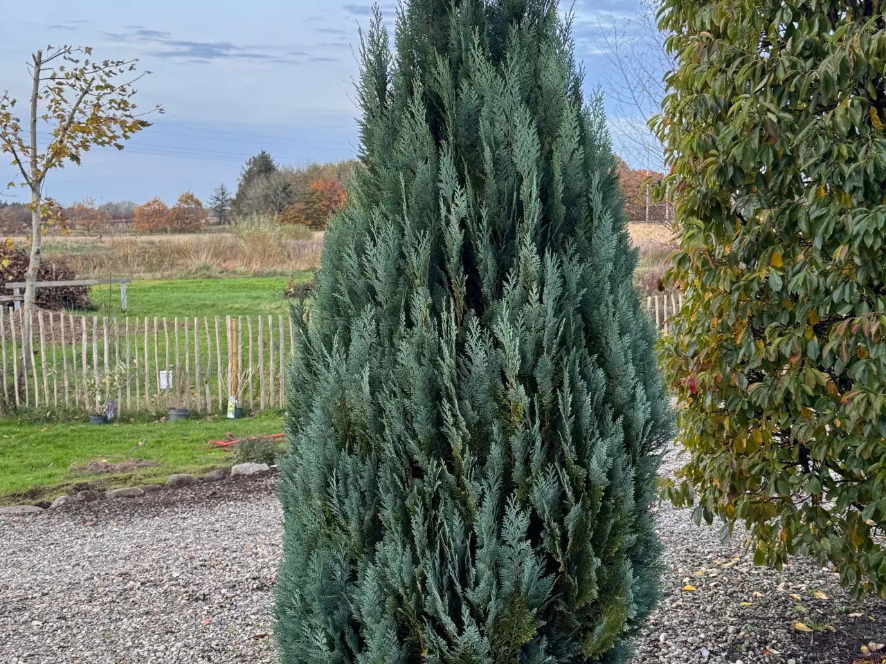 Billede 1 - SMUK STOR SMARAGDTHUJA 250 CM HØJ