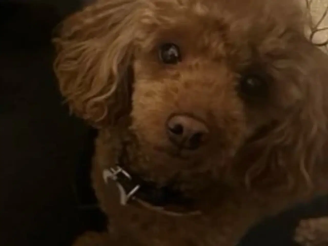 Billede 19 - Havapoo Bamser Puddel & Bichon Havanais