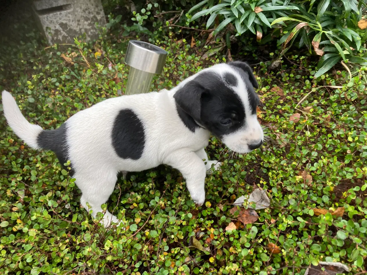 Billede 5 - Jack Russel hvalpe 