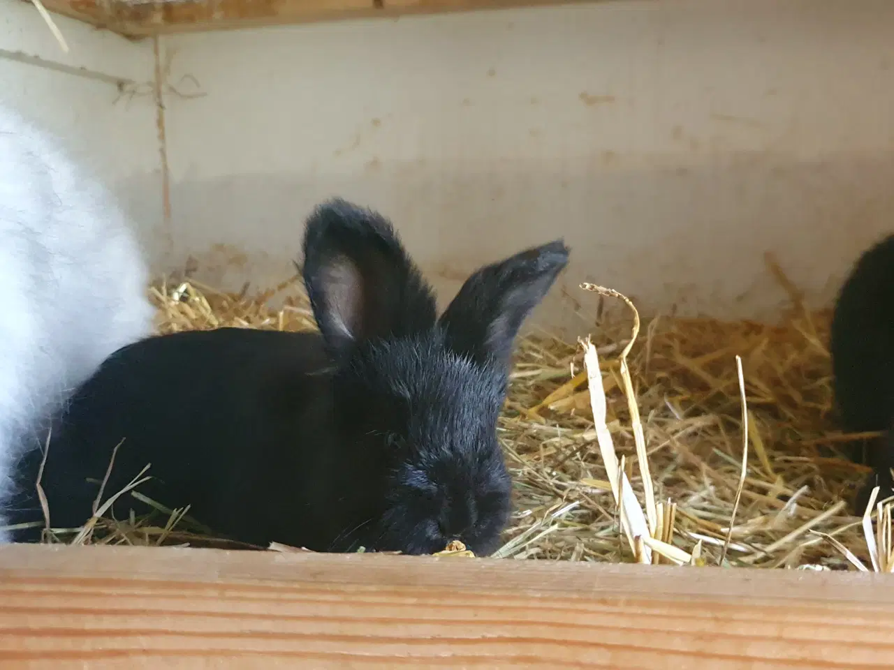 Billede 3 -  Angora unger