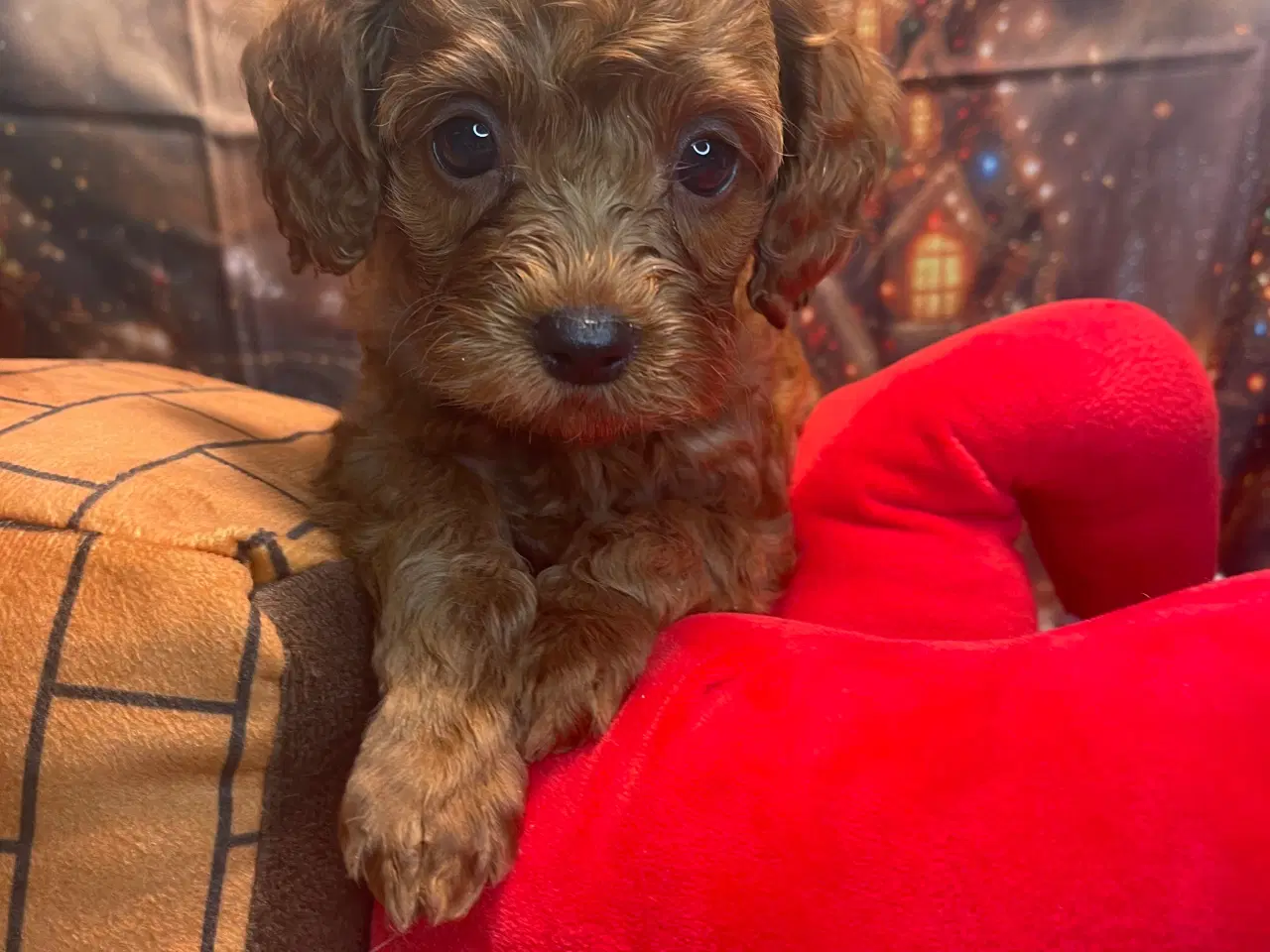 Billede 6 - Mini Amerikansk Cockapoo