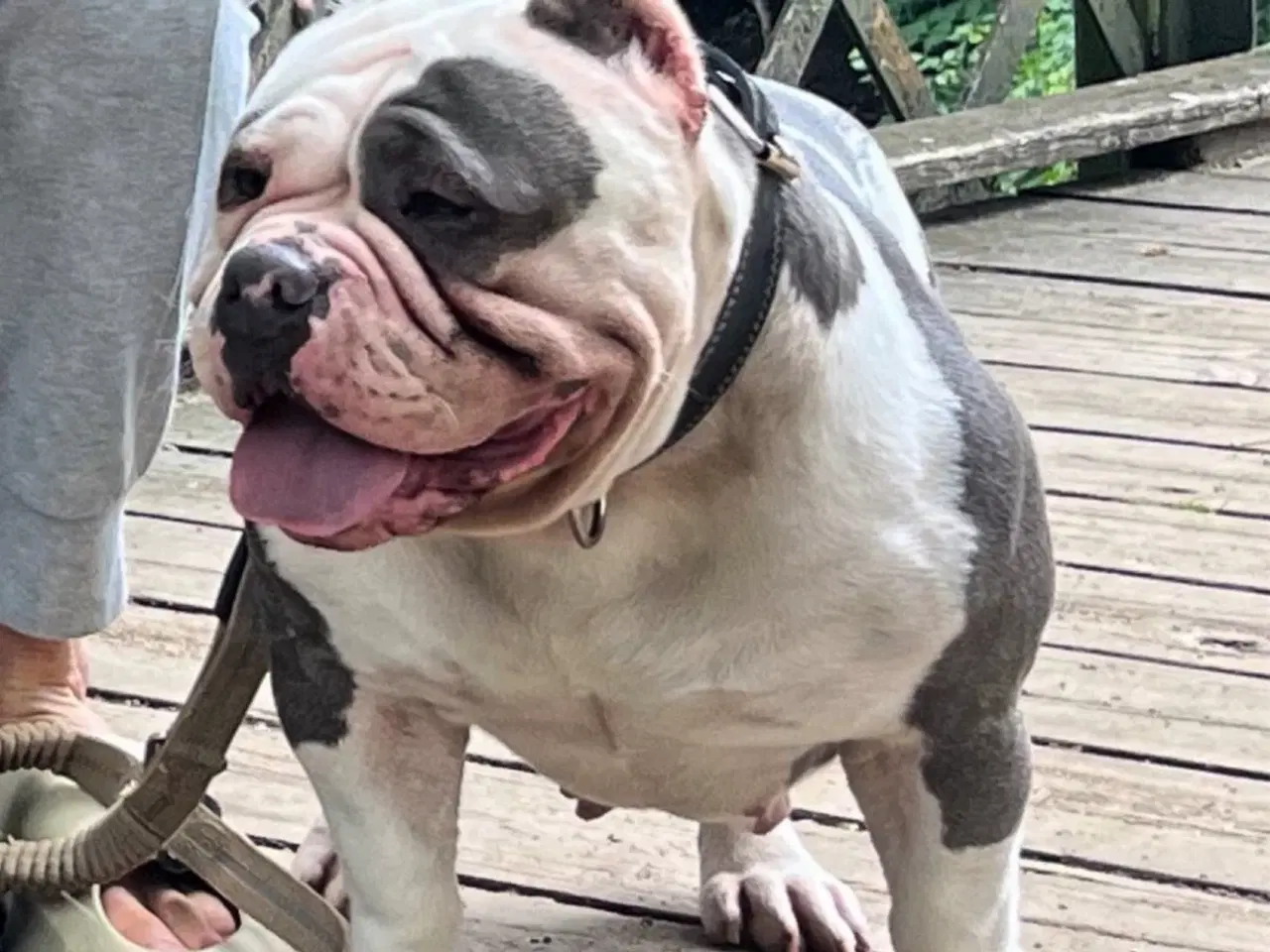 Billede 4 - American Bully Pocket ABKC hvalp tæve