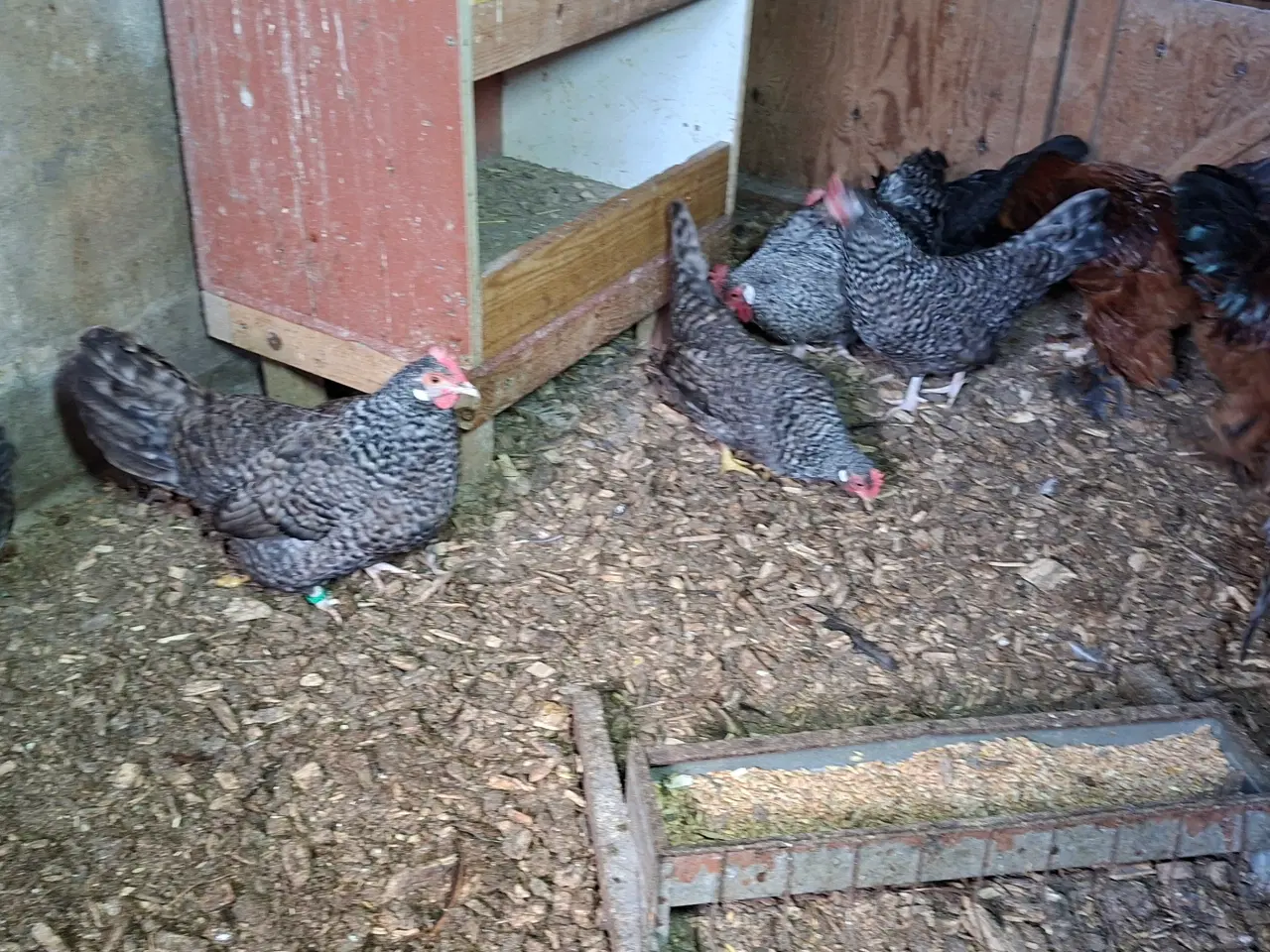Billede 5 - Høns