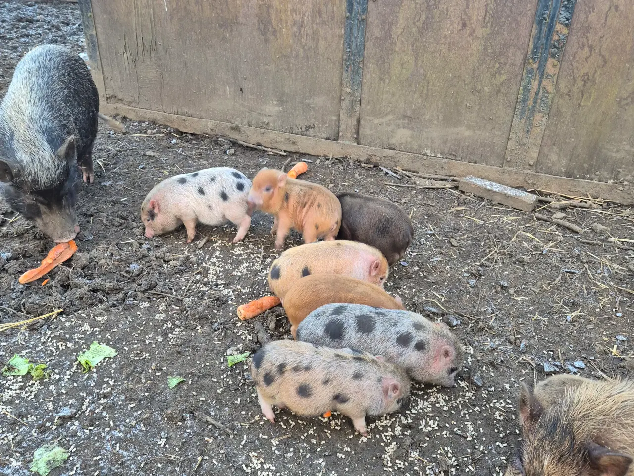 Billede 2 - Minigrise 