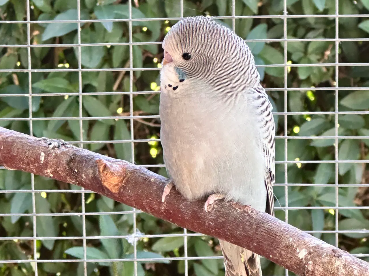 Billede 8 - Undulater fra i år