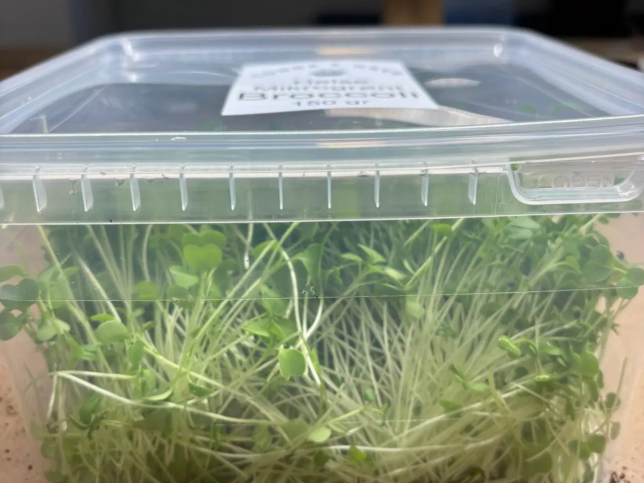 Billede 2 - Mikrogrønt - Broccoliskud