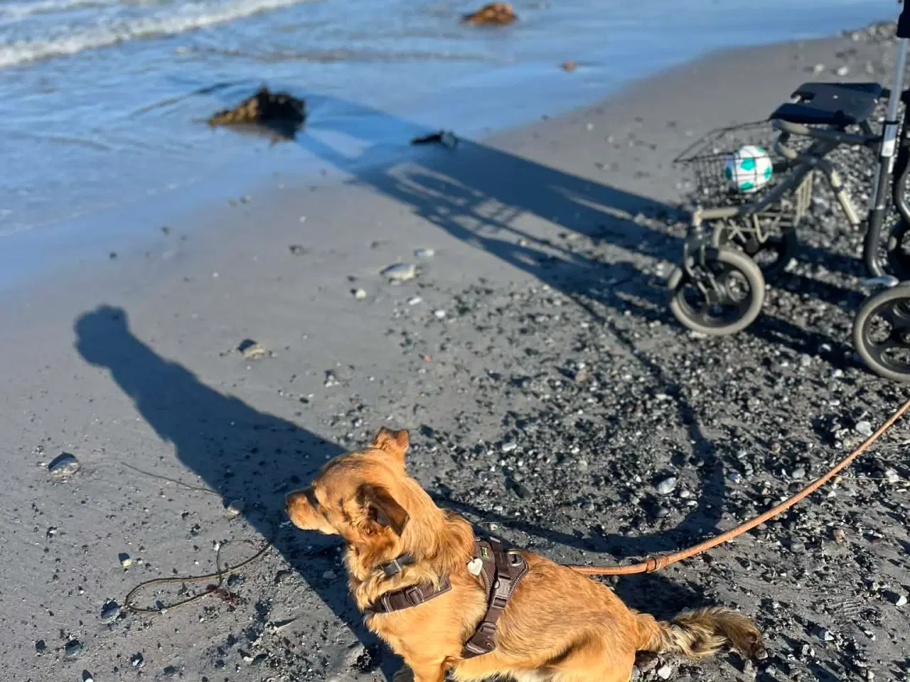 Billede 5 - Sødeste Nino leder efter ny familie 🩵