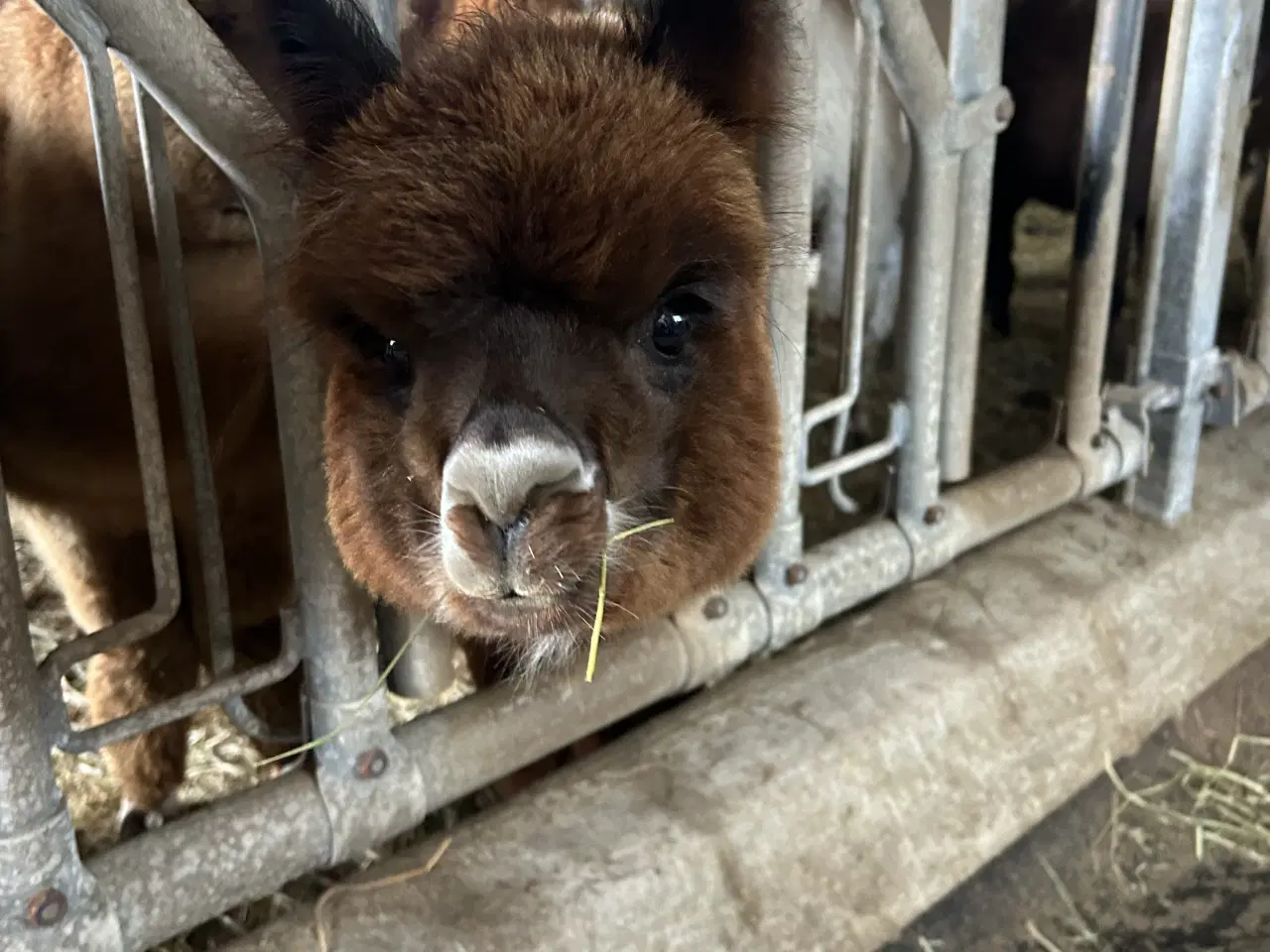 Billede 3 - Alpaca alpaka