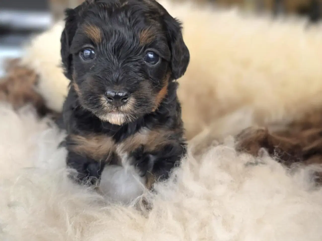 Billede 6 - Maltipoo 