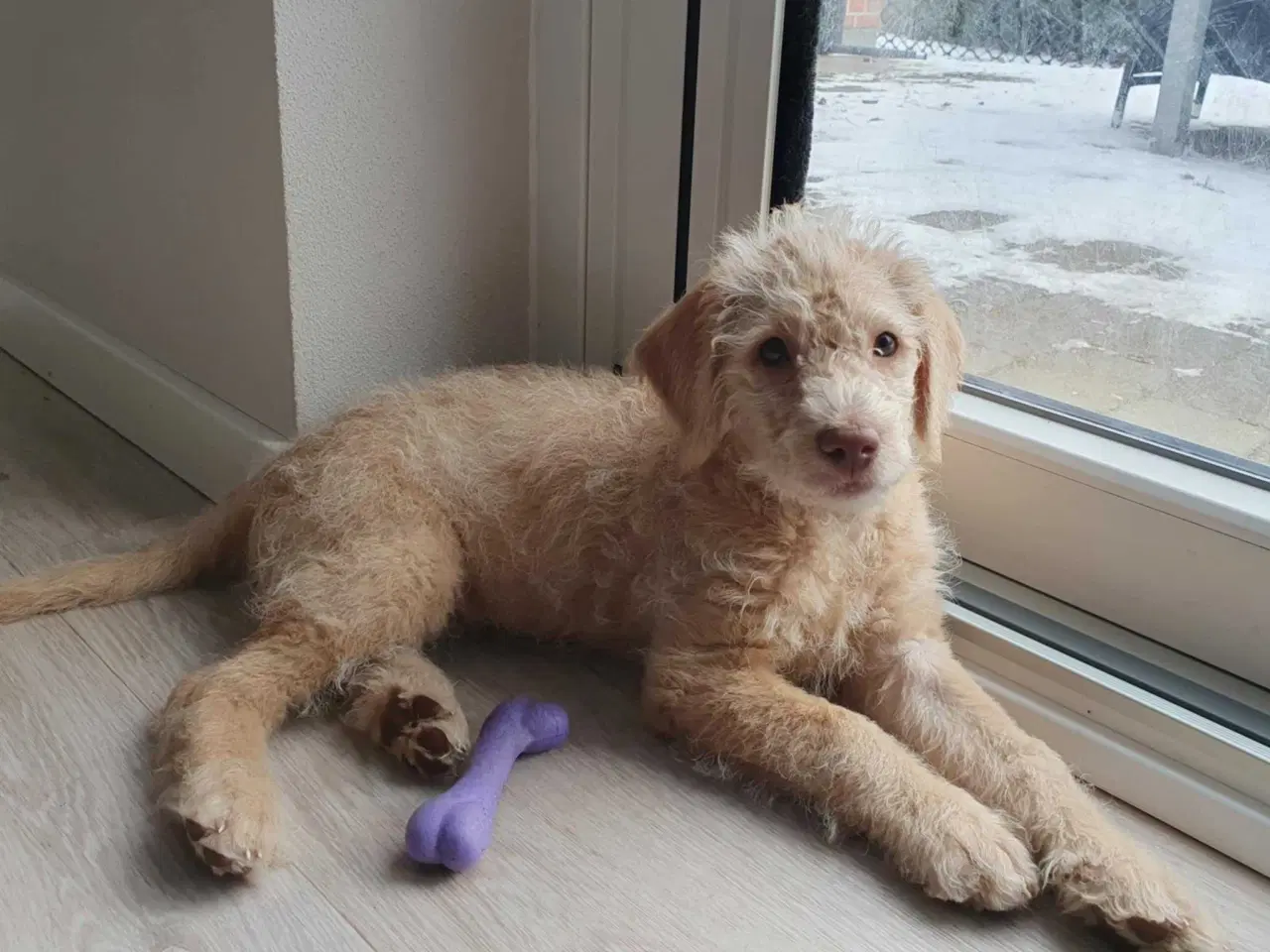 Billede 1 - Charmerende labradoodle hvalp