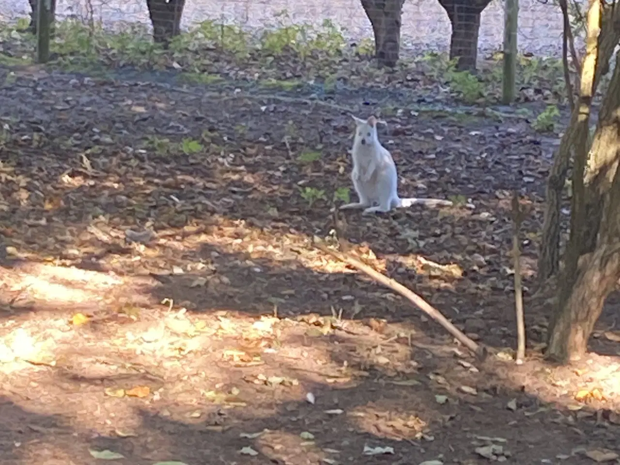 Billede 2 - Bennets kænguru 