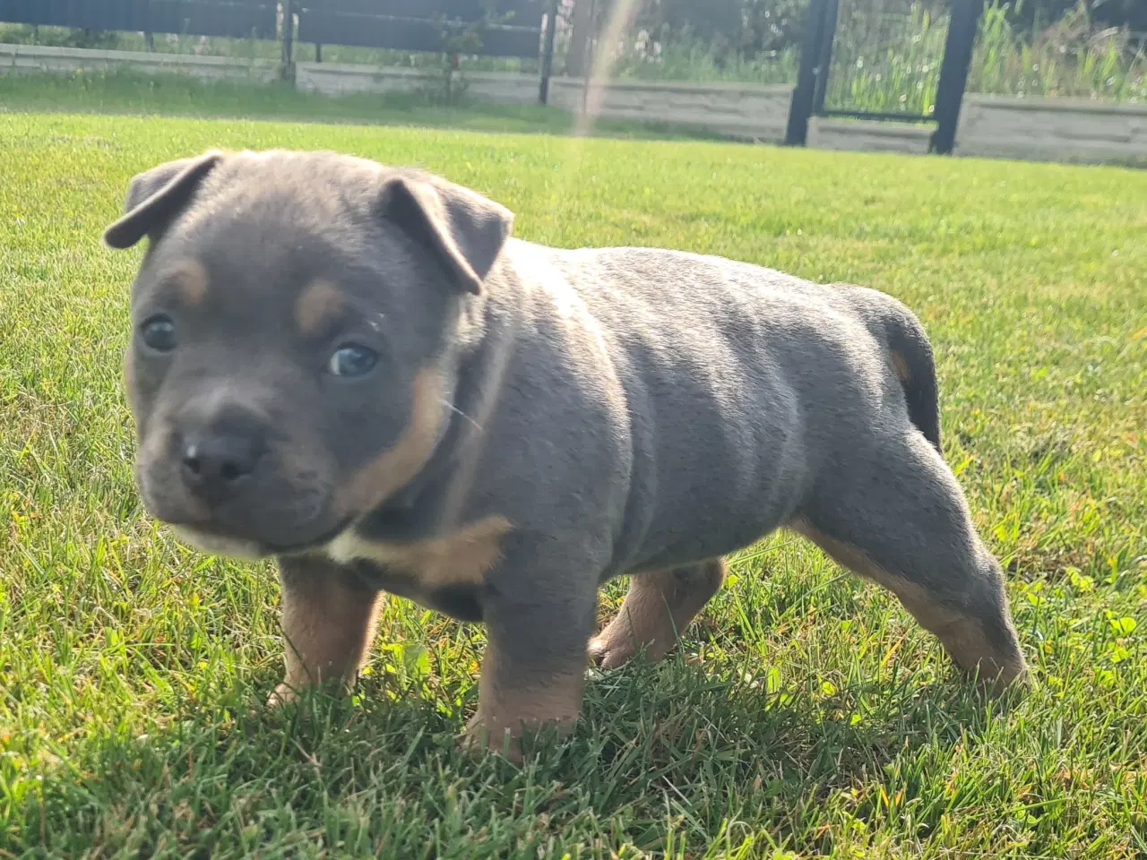 Billede 3 - American Bully Pocket Abkc Dreng 