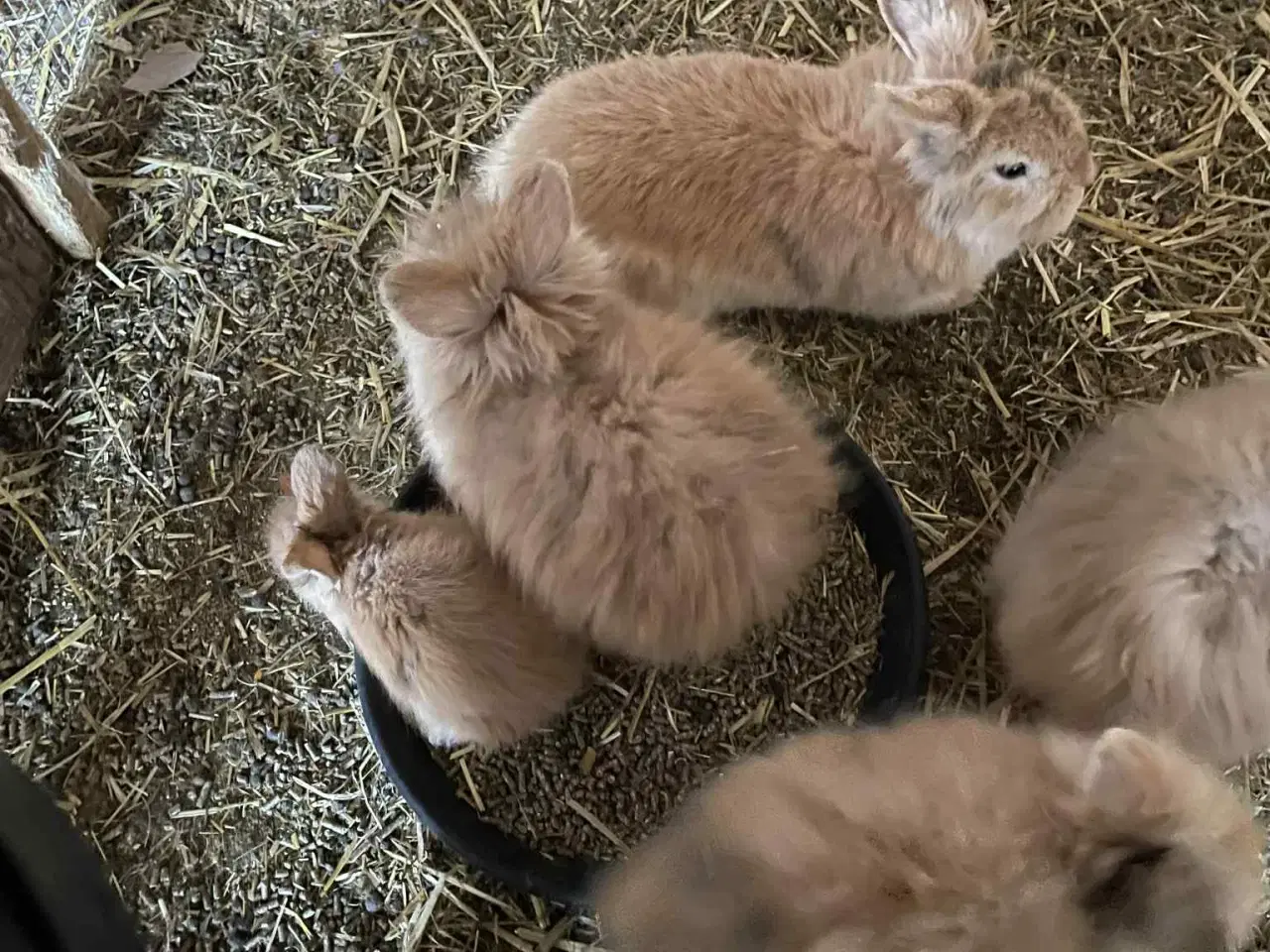 Billede 9 - Kanin unger sælges