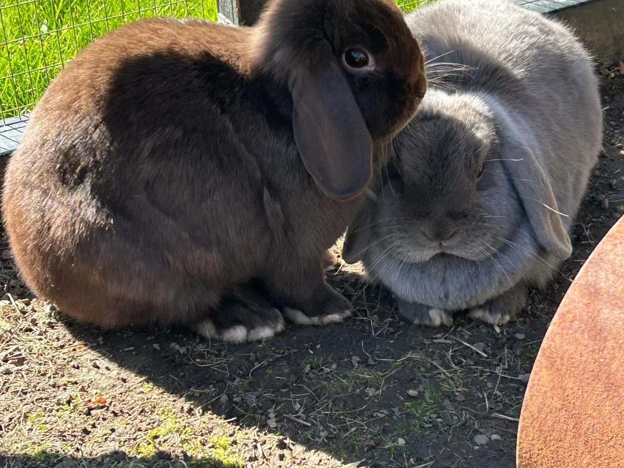 Billede 1 - 2 søde mini lop kaniner (søstre)