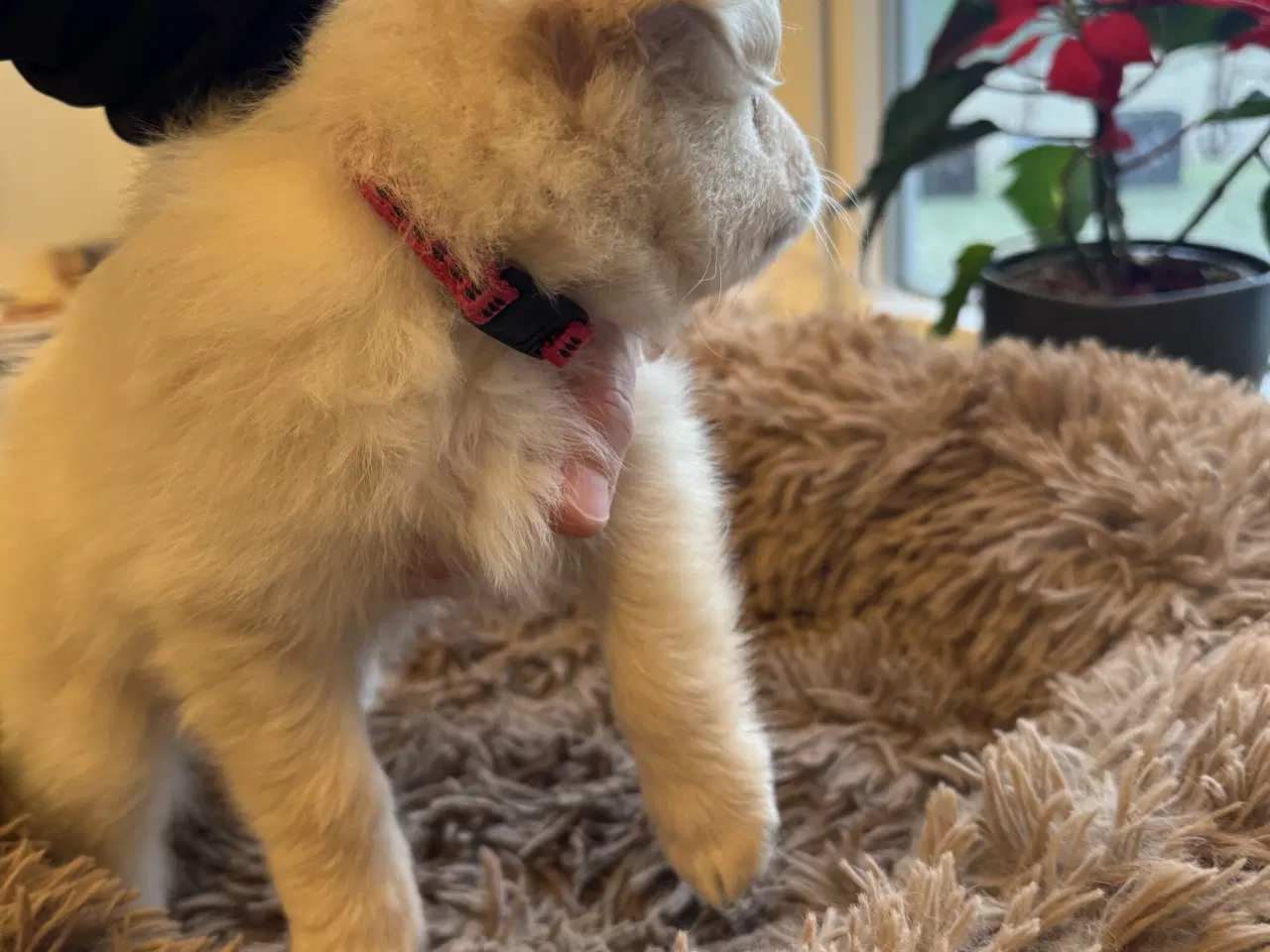 Billede 18 - Små uldtotter har alle fået nyt hjem