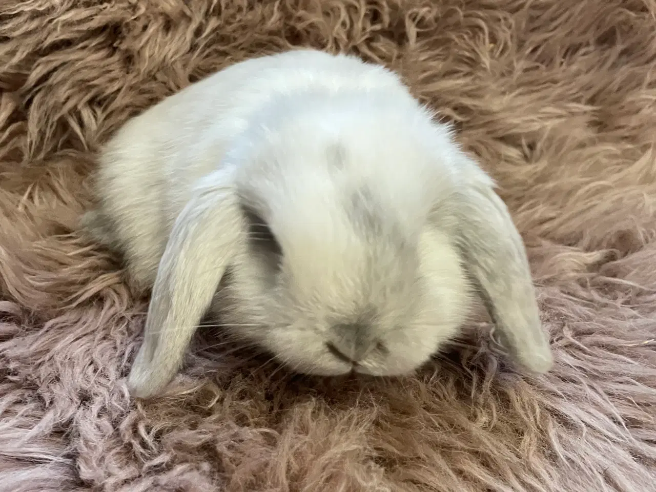 Billede 5 - Minilop unge klar 19/11 (dreng)