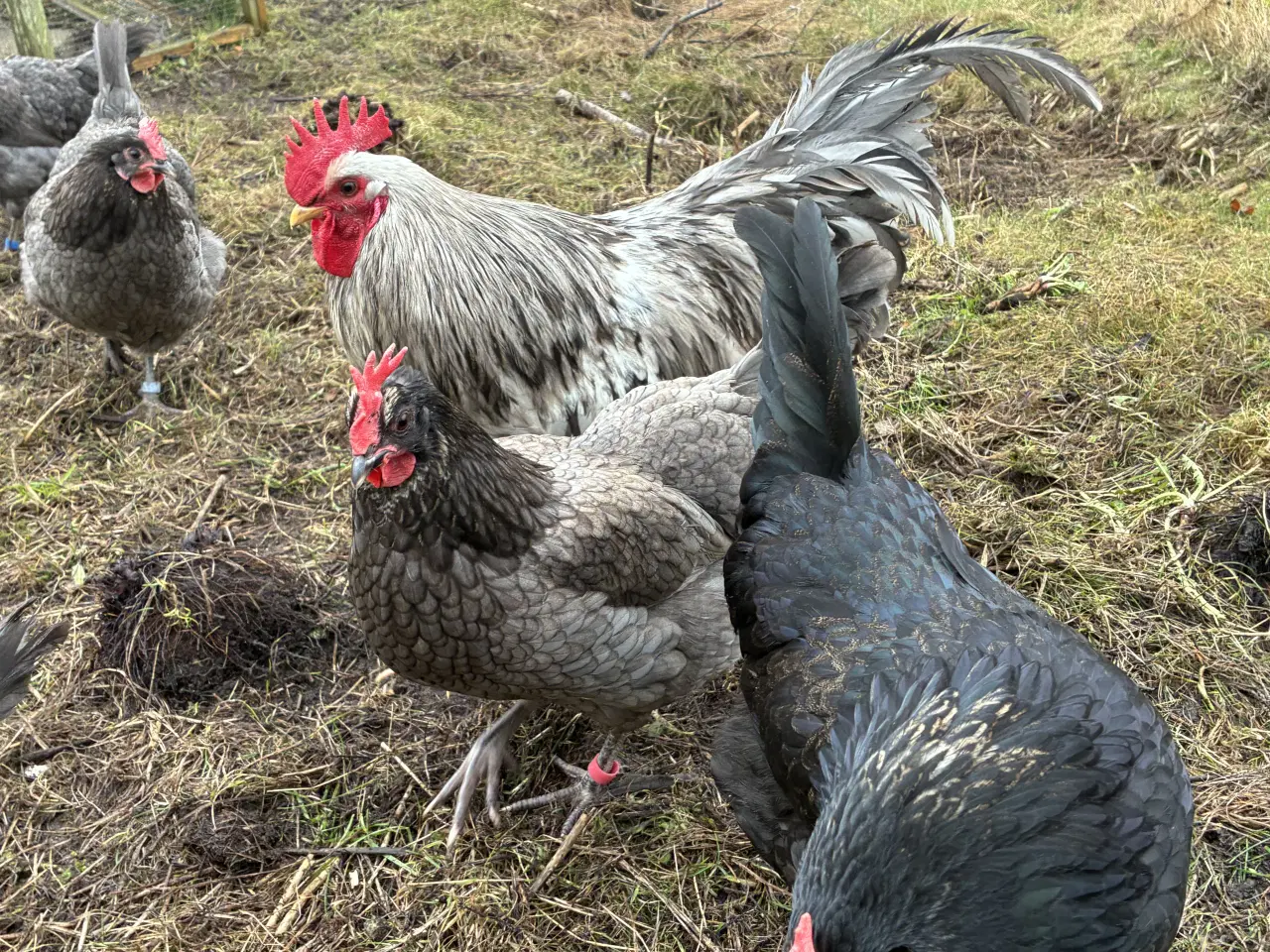 Billede 2 - Daggamle kyllinger, racerene Silverruds blå