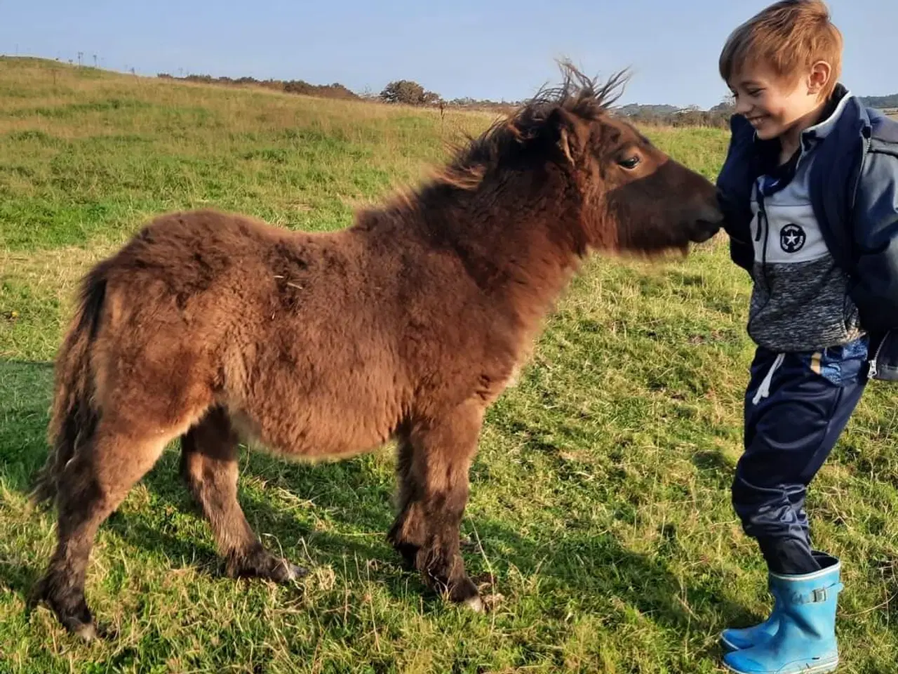 Billede 6 - Sød shetlænder hingst plag 