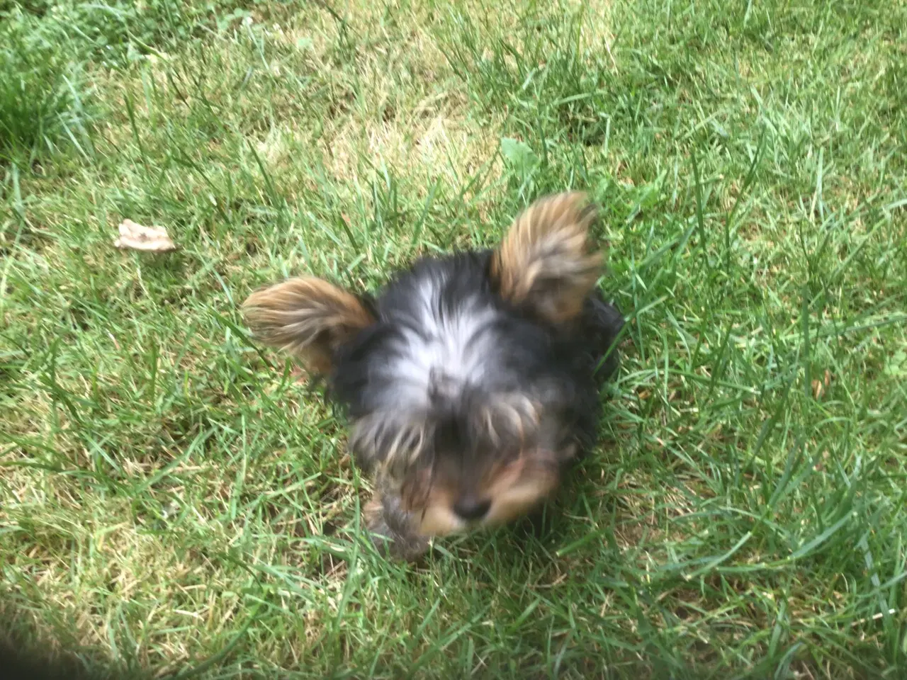 Billede 5 - Yorkshire terrier dreng til salg