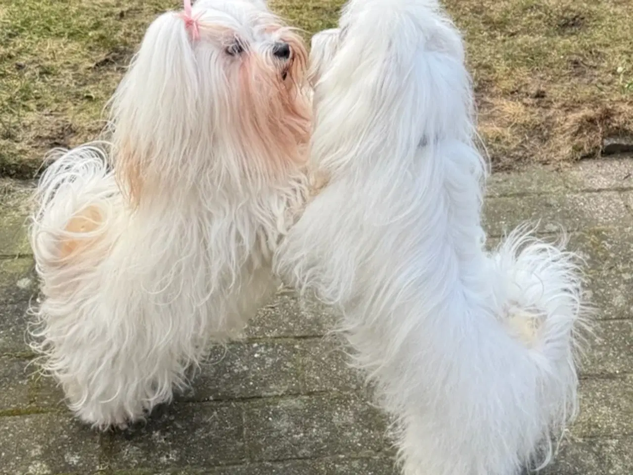 Billede 11 - Havaapso Hvalpe - Klar 2. Juli