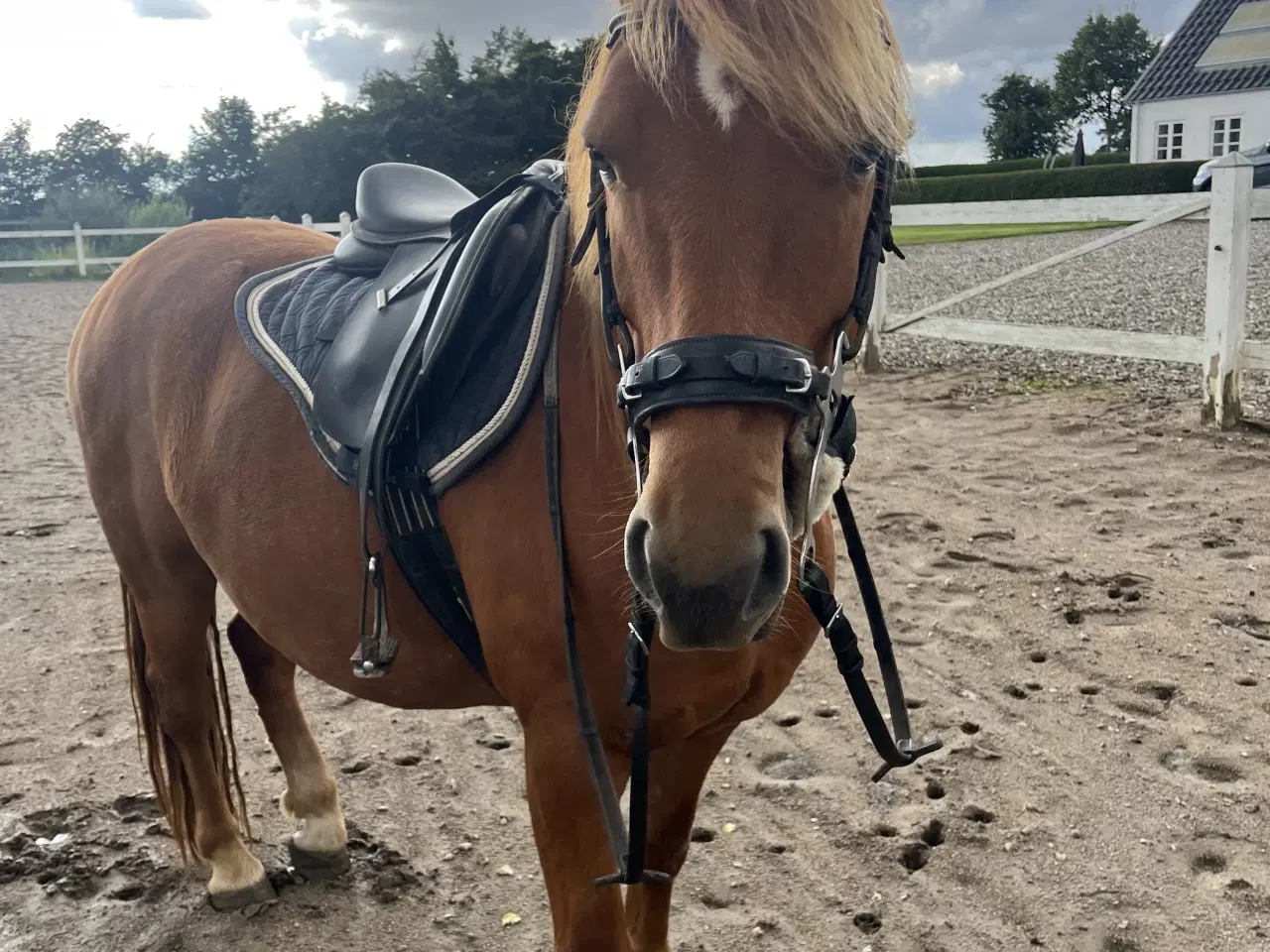 Billede 11 - Hurtigt salg ønskes 