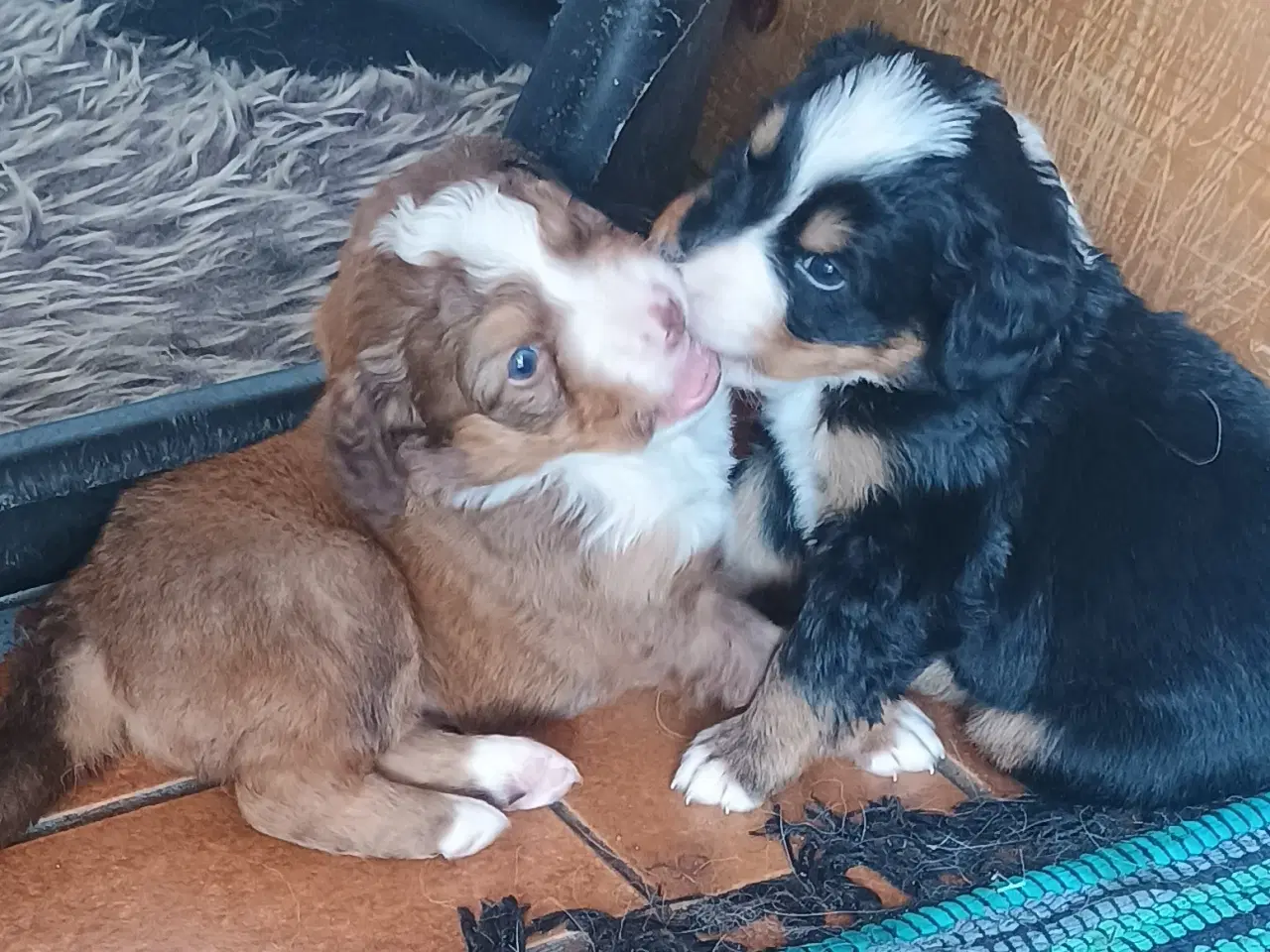 Billede 20 - "Mini Berner Sennen"