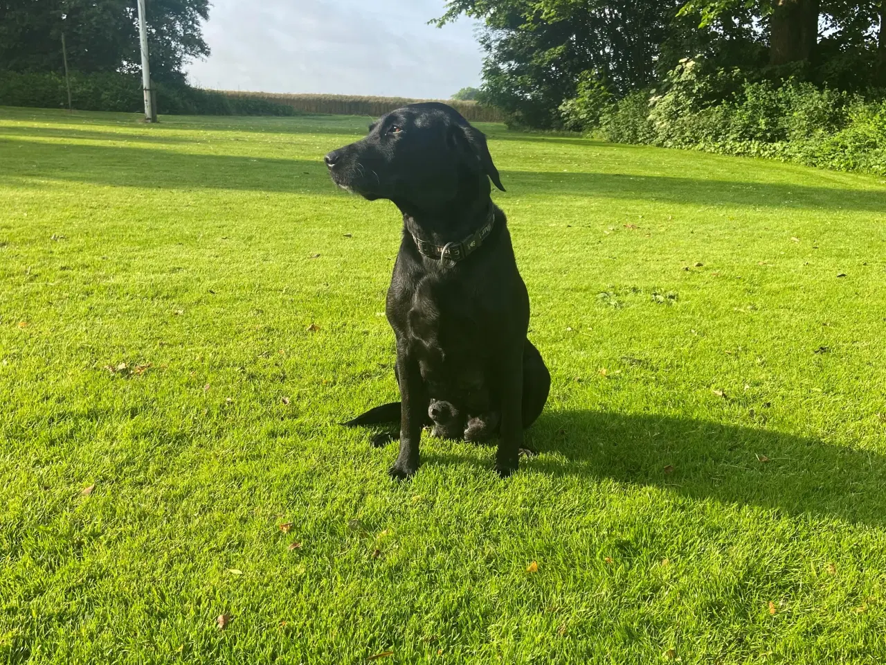 Billede 3 - Hundehvalp labrador F1