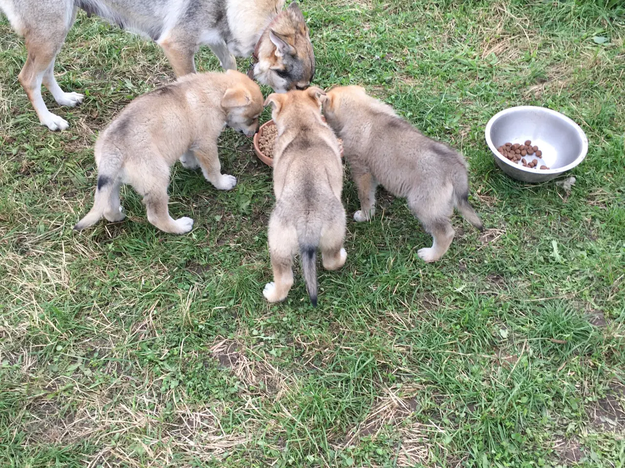 Billede 1 - Hvalpe af hvid schæfer og tjekkoslovakisk ulvehund