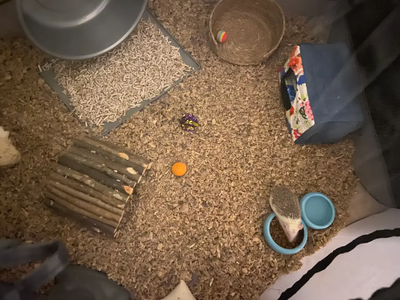 Billede 10 - Afrikansk Pygmæ Pindsvin