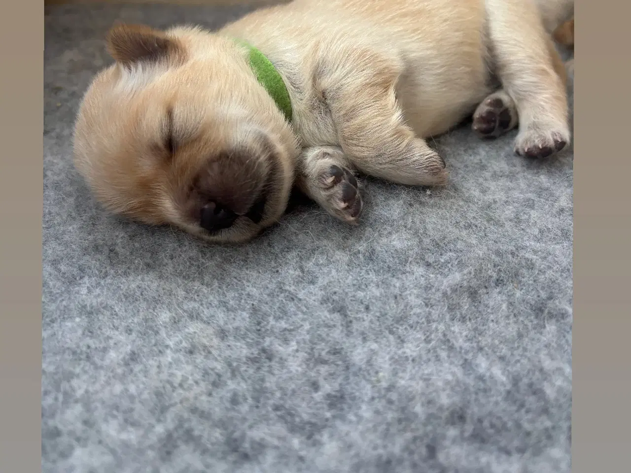 Billede 1 - Chow Chow Hvalpe