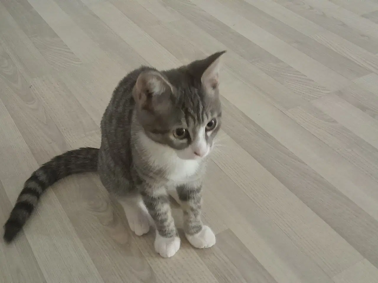 Billede 1 - 16 uger gammel killing