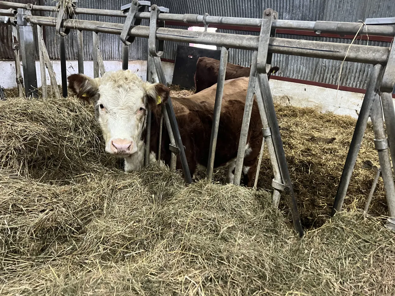 Billede 3 - Hereford kvie fra 3mdr 25.