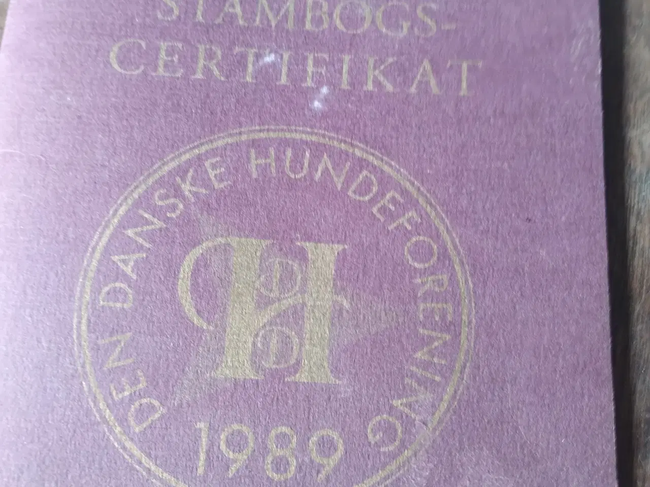 Billede 3 - se her chihuahua lh