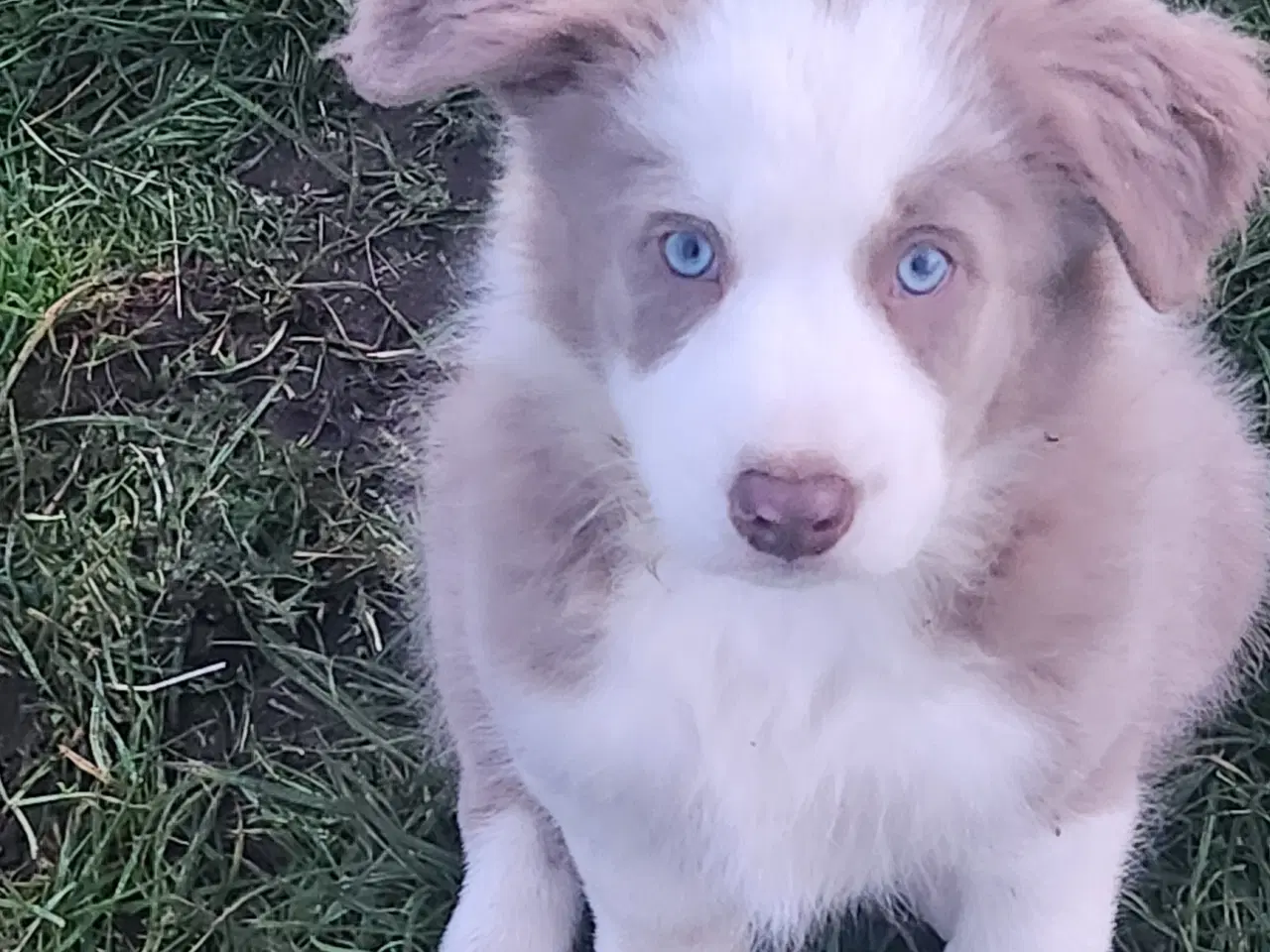 Billede 1 - Border collie/ Australien Shepherd mix