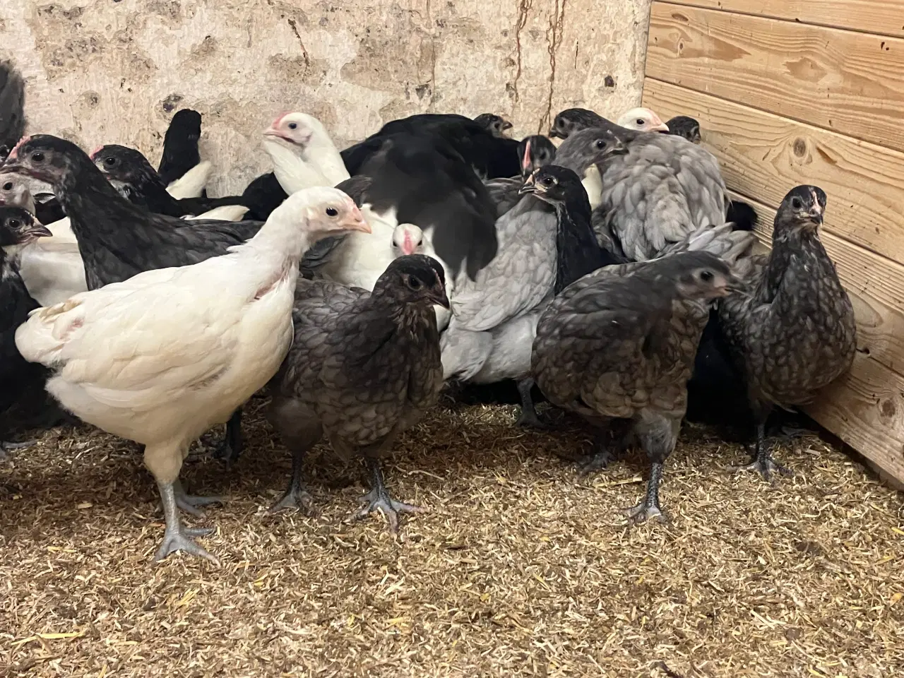 Billede 3 - Blårandet Australorps kyllinger i stor
