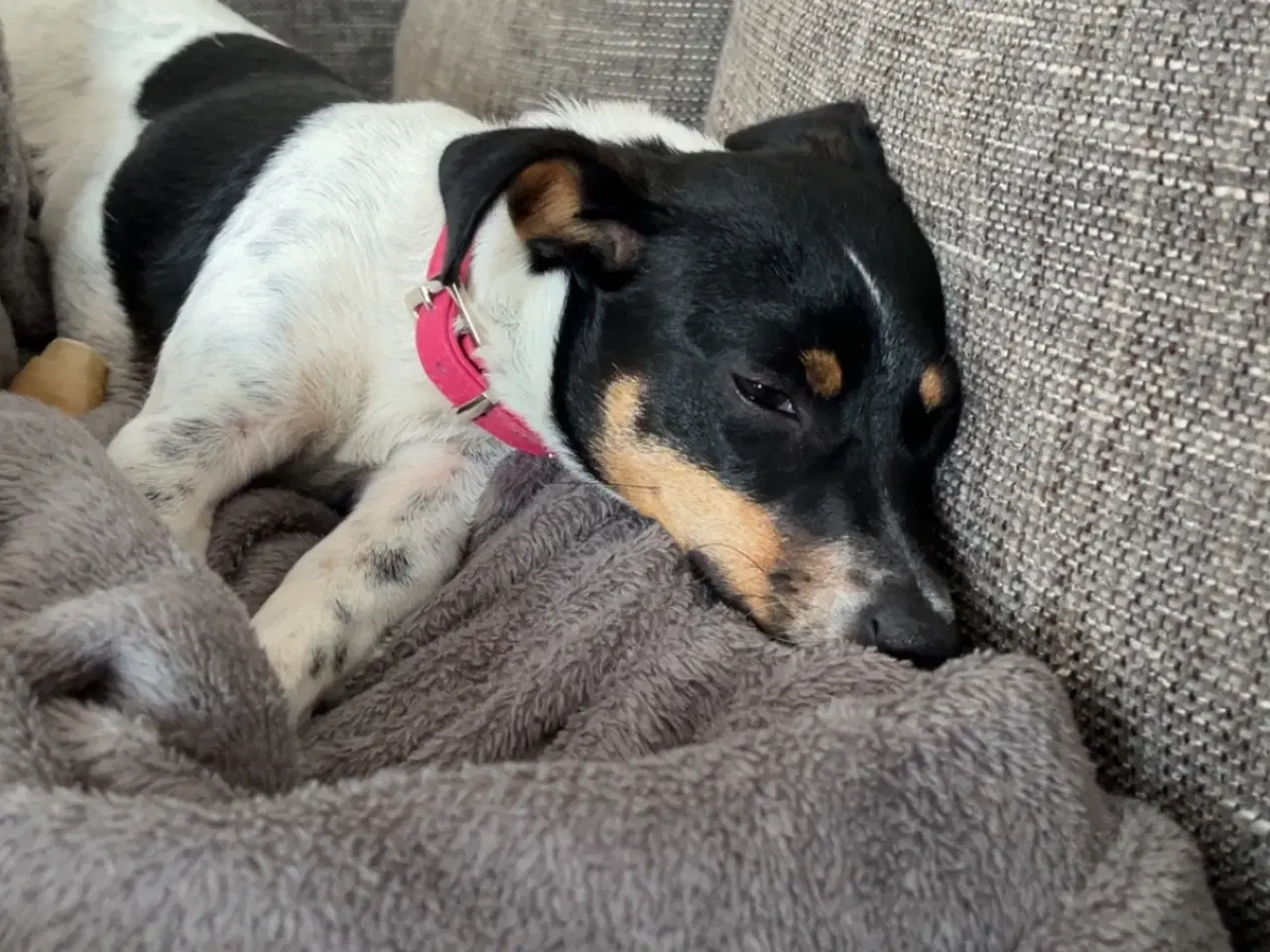 Billede 2 - Dansk svensk gårdhund 
