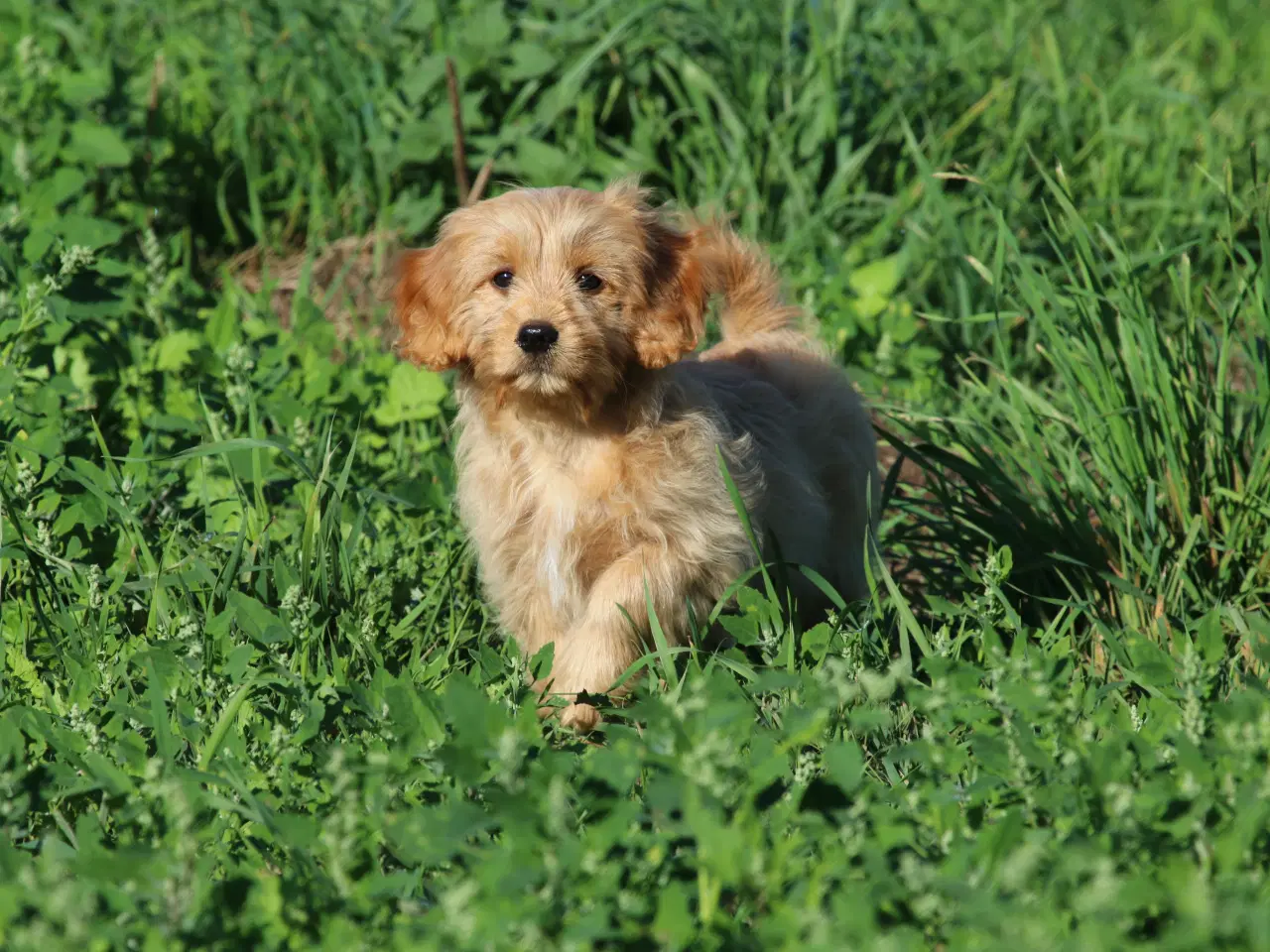 Billede 4 - Cavalier King Charles Spaniel