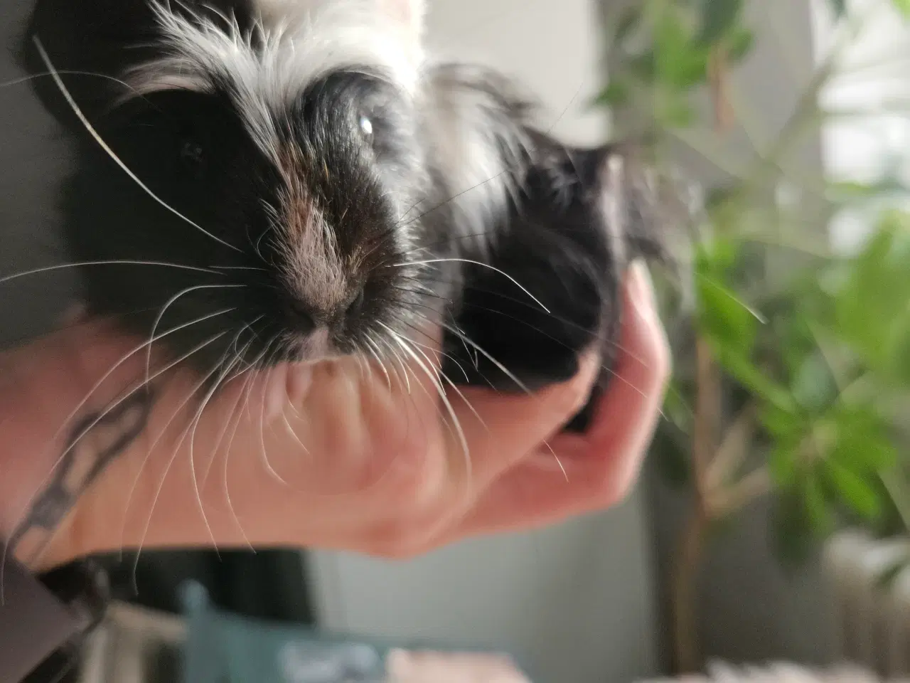 Billede 5 - Marsvine unger