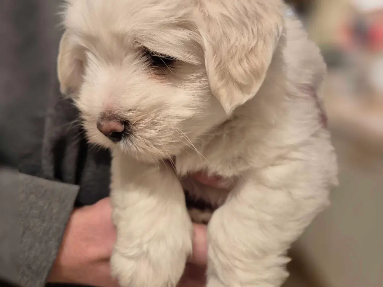 Billede 2 - Bomulds basse 🥰 "Blue"