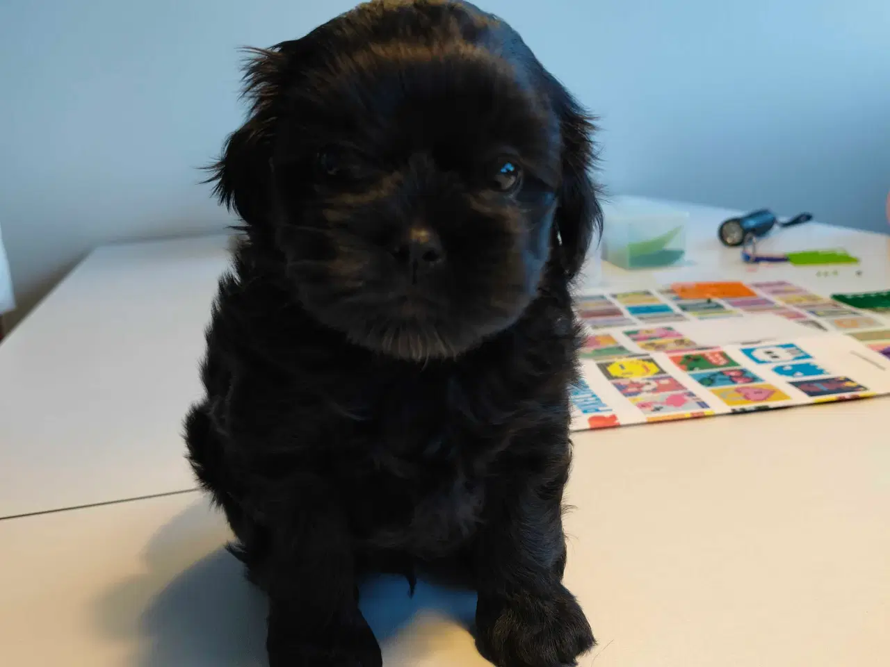 Billede 5 - Shih Zhu/puddelhvalpe 2 hanner💙💙