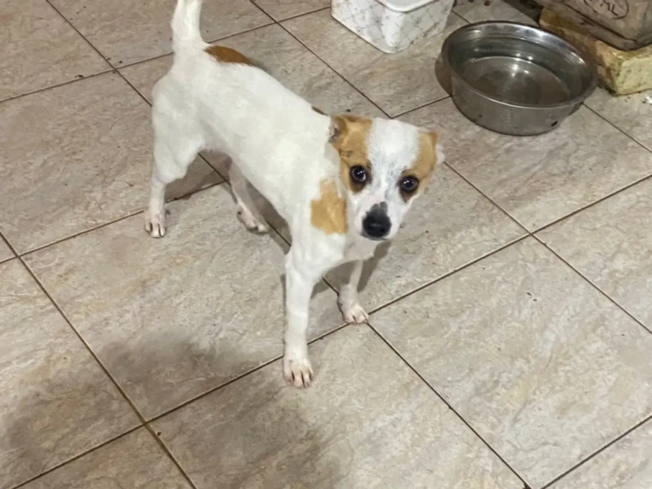 Billede 5 - Lille Viggo leder efter sit eget hjem